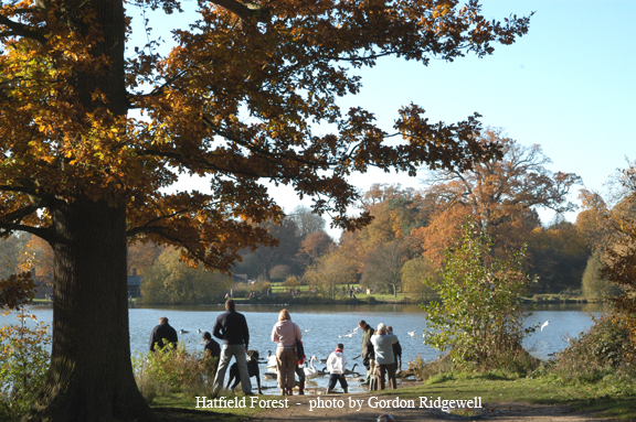hatfield forest