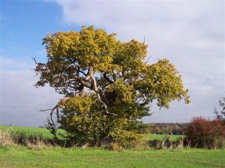 old oak tree