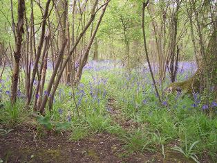 mead bushes wood