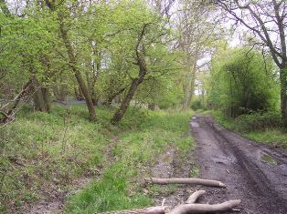 park wood track