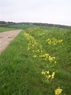 pegle bank