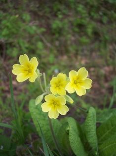 primroses