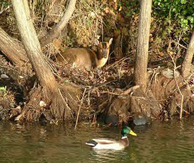 pond